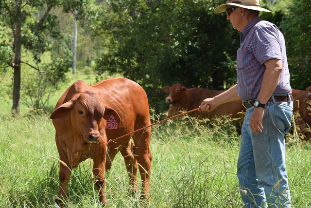 Skye Wilfred Calf